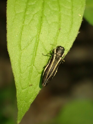 Two-lined Chestnut Borer photo 4