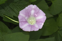 Calystegia sepium roseata