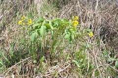 Gymnospermium altaicum