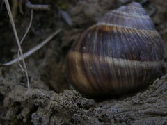 Helix cincta