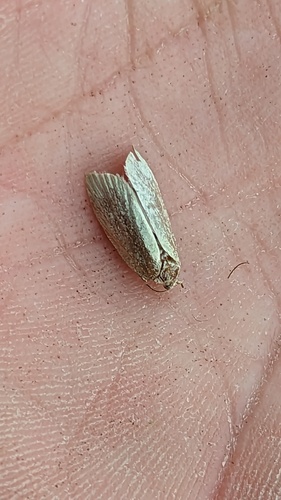 Green Oak Tortrix, 2211 Noordwijkerhout, Nederland, photo 10 of 10