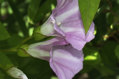 Calystegia sepium roseata