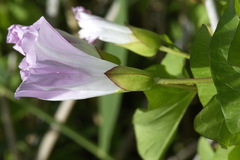 Calystegia sepium roseata