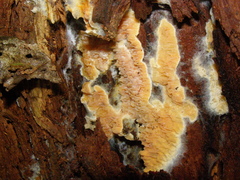 Leucogyrophana mollusca