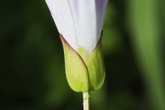 Calystegia sepium roseata