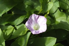 Calystegia sepium roseata