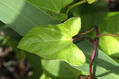Calystegia sepium roseata