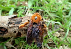Xylocopa ruficeps