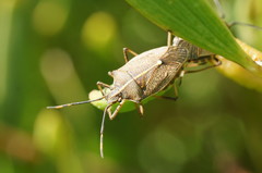 Omyta centrolineata centrolineata