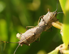 Omyta centrolineata centrolineata