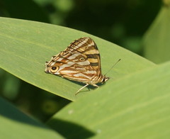 Oreixenica kershawi