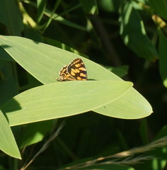 Oreixenica kershawi