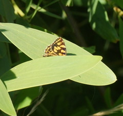 Oreixenica kershawi