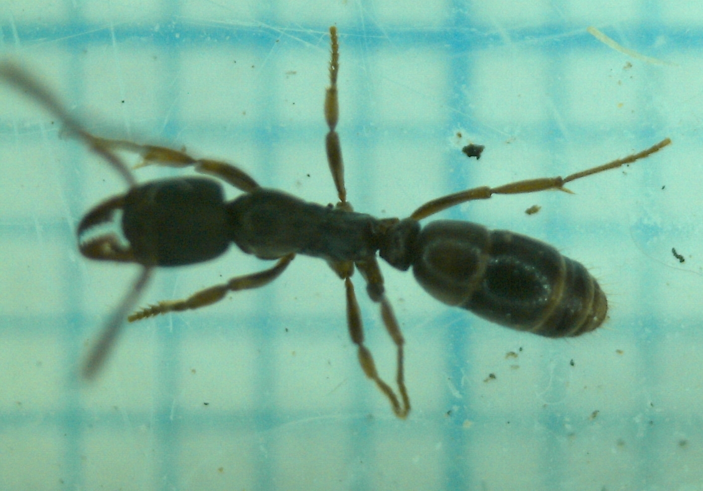 Euponera tianzun