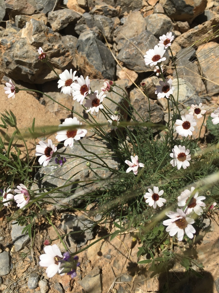 Rhodanthemum gayanum