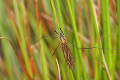 Ischnotoma