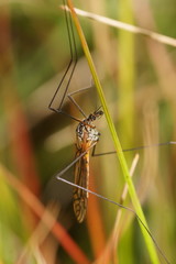 Ischnotoma