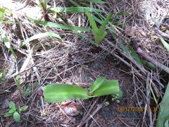 Eucomis comosa