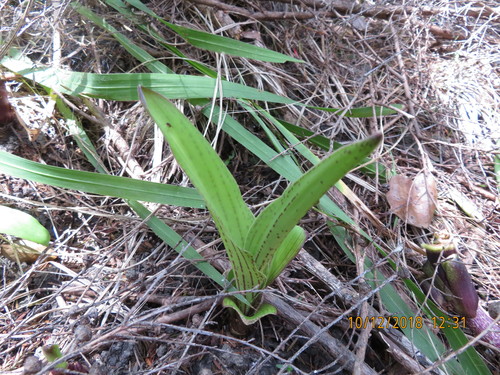 Eucomis comosa