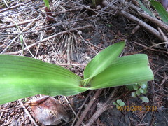 Eucomis comosa