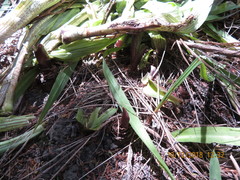 Eucomis comosa