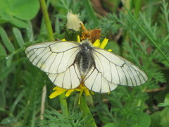 Parnassius stubbendorfii