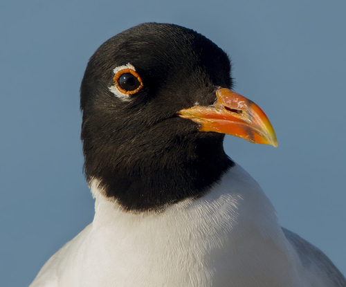 Mediterranean Gull｜地中海鸥 参考照片