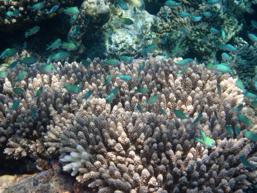 Blue-green Chromis — seen at this dive site