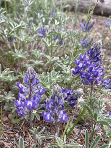 Evermann's lupine (Lupinus evermannii)