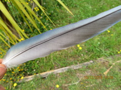 Platycercus eximius eximius