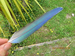 Platycercus eximius eximius