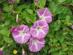 Calystegia sepium roseata