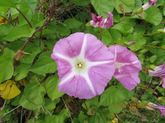 Calystegia sepium roseata