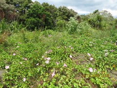 Calystegia sepium roseata