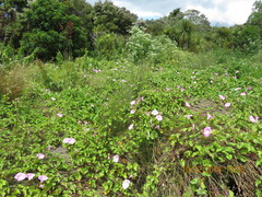 Calystegia sepium roseata
