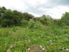 Calystegia sepium roseata