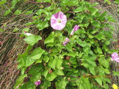 Calystegia sepium roseata