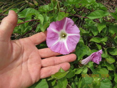 Calystegia sepium roseata