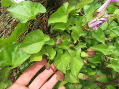 Calystegia sepium roseata