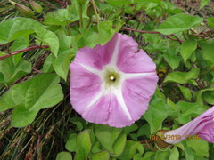 Calystegia sepium roseata