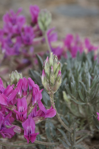 Oxytropis besseyi var. salmonensis