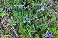 Iris ruthenica
