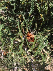 Banksia formosa