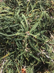 Banksia formosa
