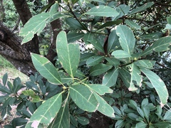 Machilus