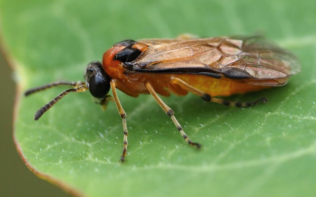 Turnip Sawfly