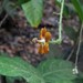 Abutilon auritum - Photo (c) michi1, algunos derechos reservados (CC BY-NC), subido por michi1