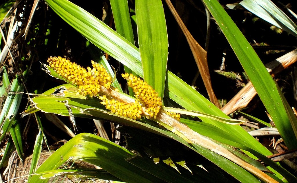 Astelia hemichrysa