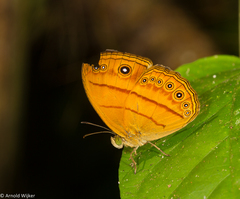 Mycalesis patiana