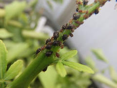 Toxoptera